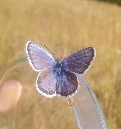 Réf. 336 428 : Plebejus argus